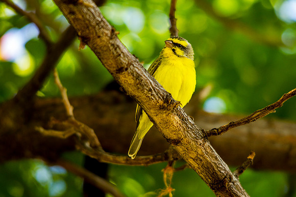 Yellow-fronted Canary
