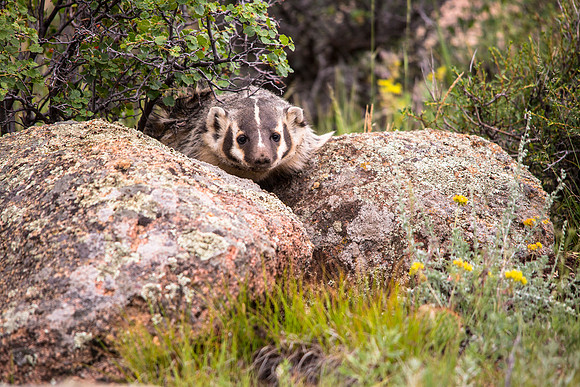 Badger in the Front Yard (2)