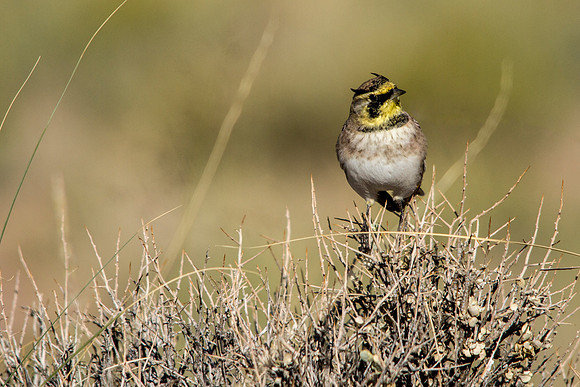 Horned Lark