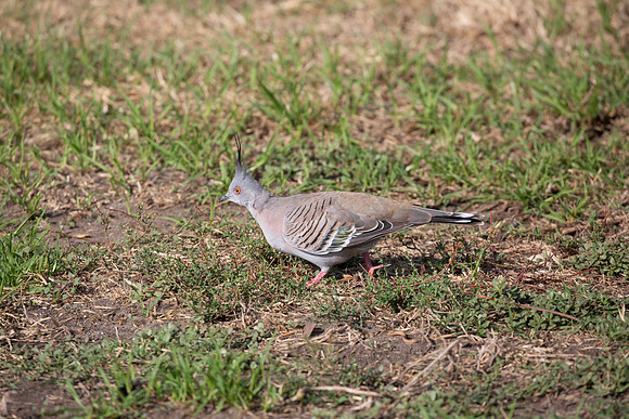 20190319-Australia-0419