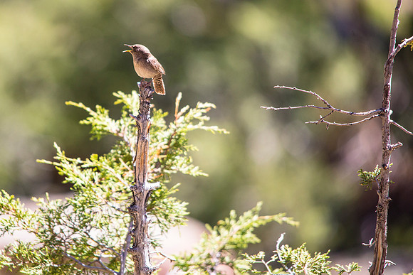 House Wren (2) - Troglodytes aedon