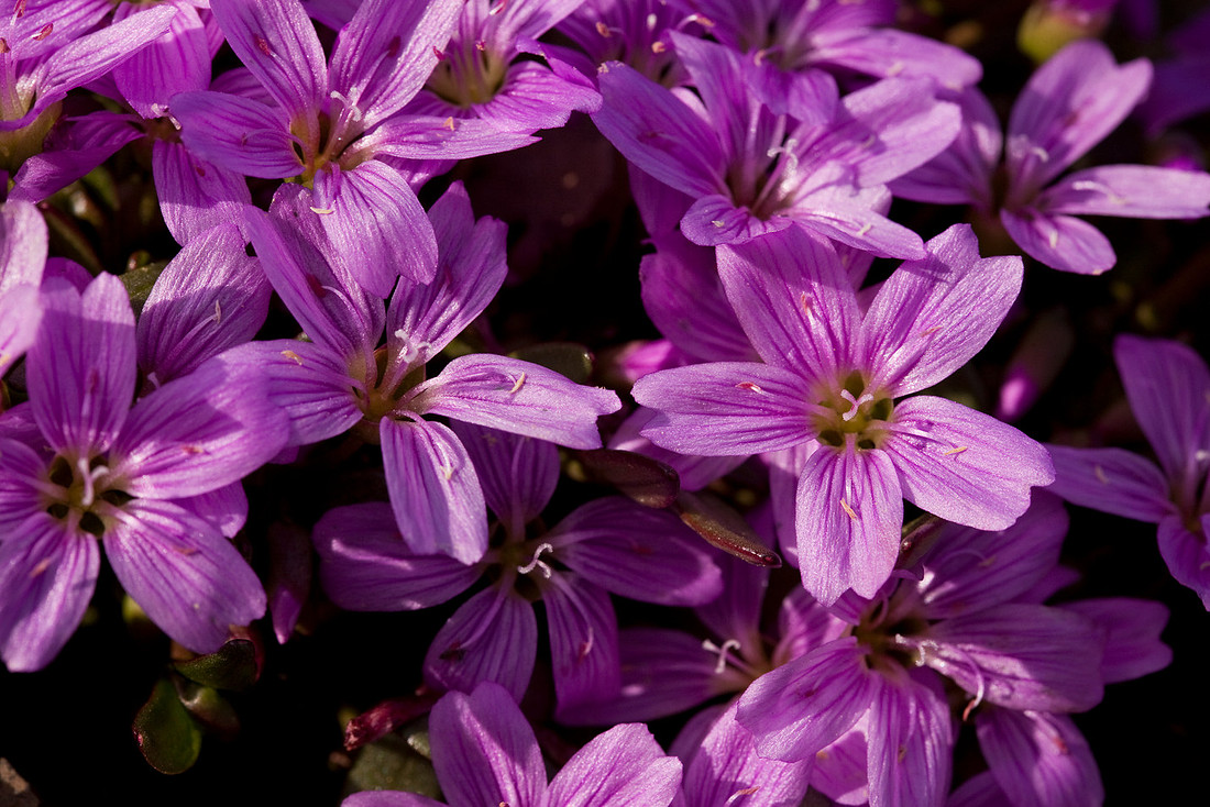 Scammann's Spring Beauty - Claytonia scammaniana