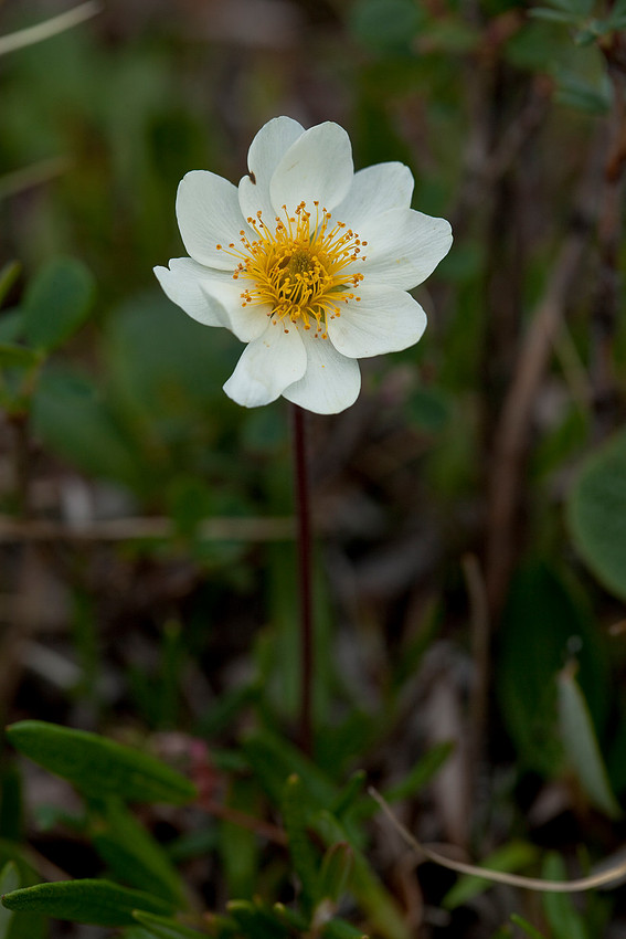 Entire-leaf Aven - Dryas integrifolia