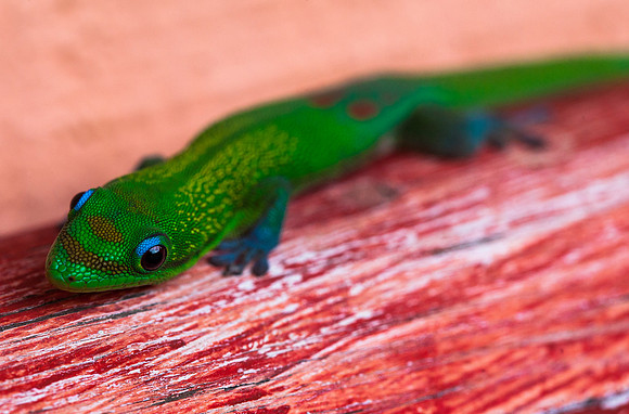 Gold Dust Day Gecko - Phelsuma laticauda