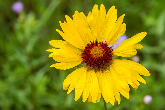 Brown-eyed Susan - Gaillardia aristata