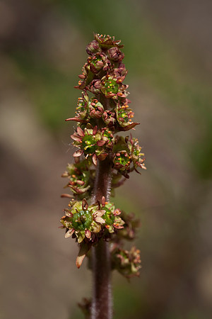 Stiff Stem Saxifrage - Saxifraga hieracifolia