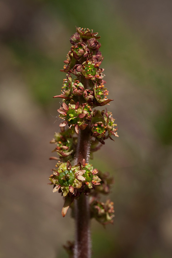 Stiff Stem Saxifrage - Saxifraga hieracifolia