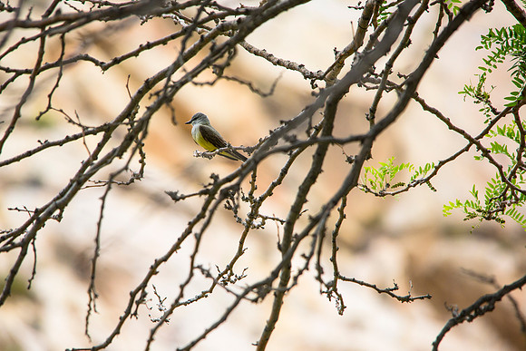 Western Kingbird (2) - Tyrannus verticalis