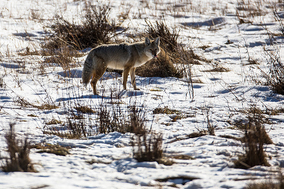 Curious Coyote