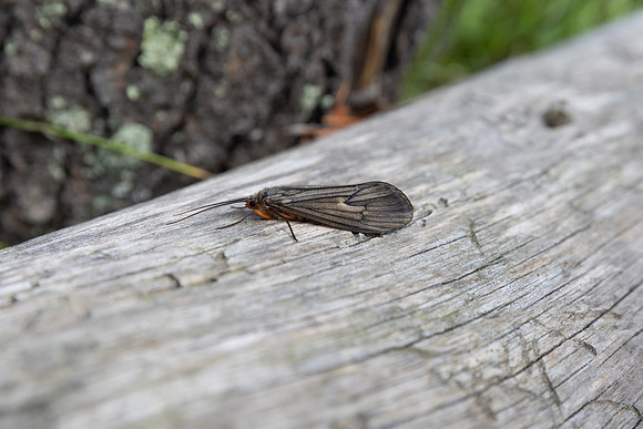 October caddis on a log