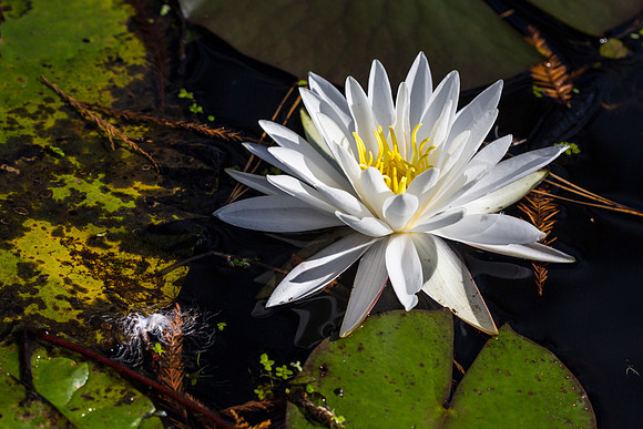 Kenilworth Park & Aquatic Gardens