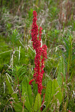 Arctic Dock - Rumex arcticus