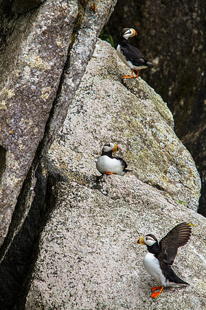 Horned Puffins