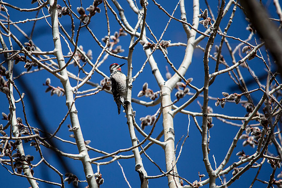 Red-naped Sapsucker