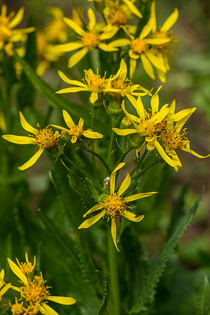 Arrow-leaved Groundsel - Senecio triangularis