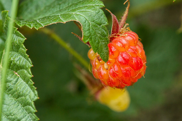 Wild Red Raspberry - Rubus idaeus