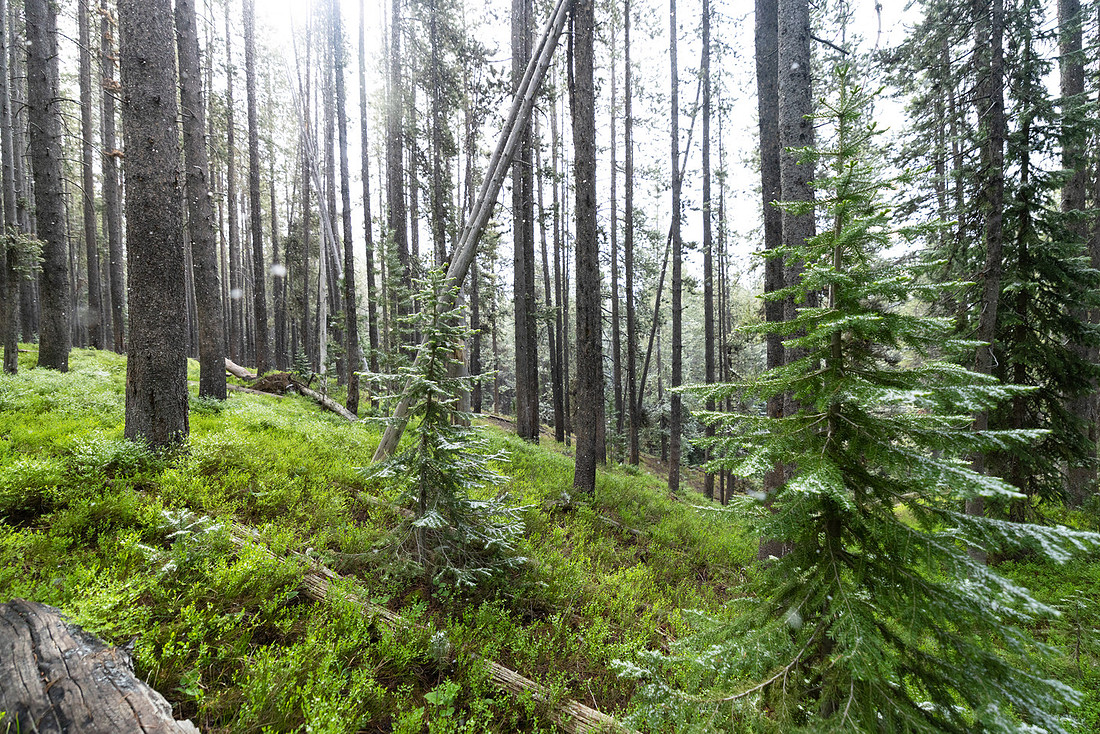 Summer snow storm along the North Shore Shoshone Lake Trail