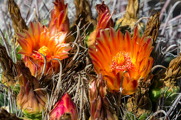 Barrel Fishhook Cactus
