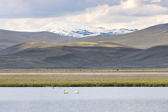 American White Pelicans (Pelecanus erythrorhynchos) and Antone P