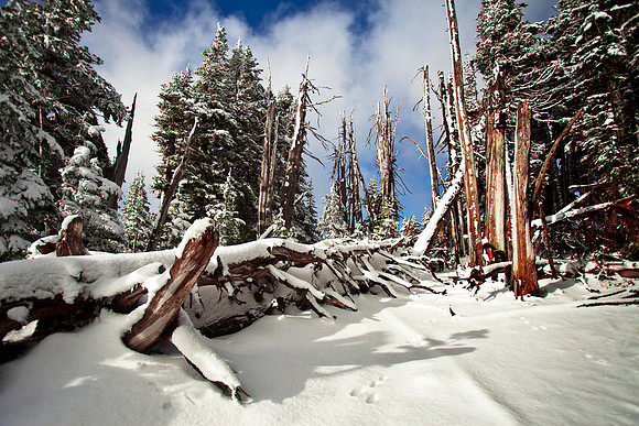 Freshies on Hurricane Ridge