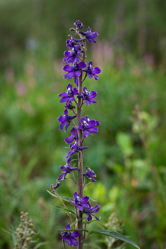 Larkspur - Delphinium glaucum