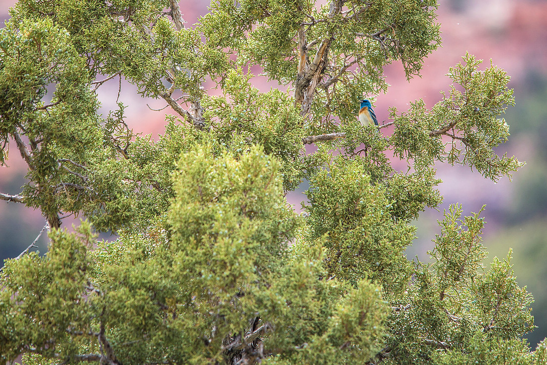 Lazuli Bunting - Passerina amoena