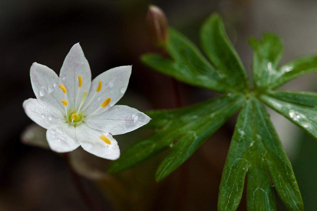 Star Flower - Trientalis europea ssp. arctica