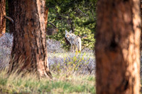 Backyard Coyote
