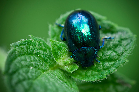 Beetle leaf