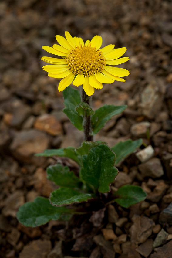 Dwarf Arctic Butterweed - Senecio resedifolius