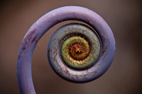 Fern Fiddlehead