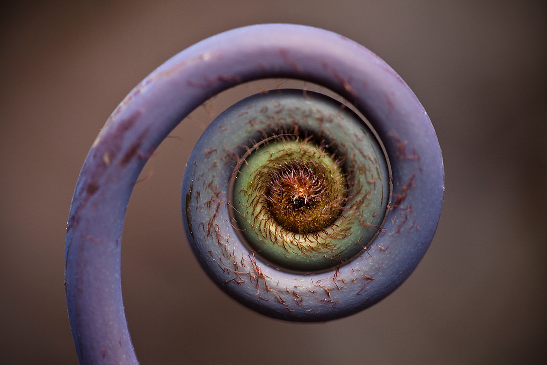 Fern Fiddlehead