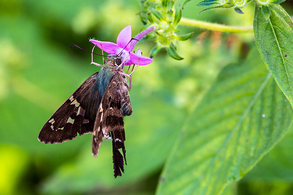 Long-tailed Skipper - Urbanus proteus