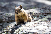 Curious Chipmunk