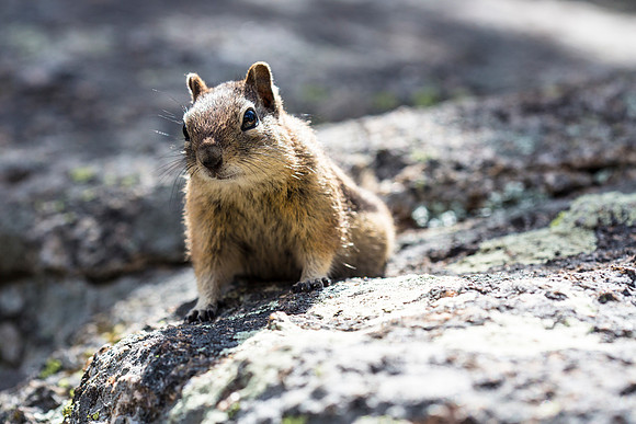Curious Chipmunk