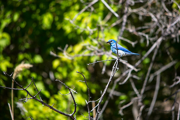 Mountain Bluebird - Sialia currucoides