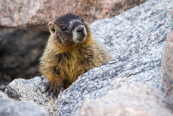 Baby Yellow-bellied Marmot