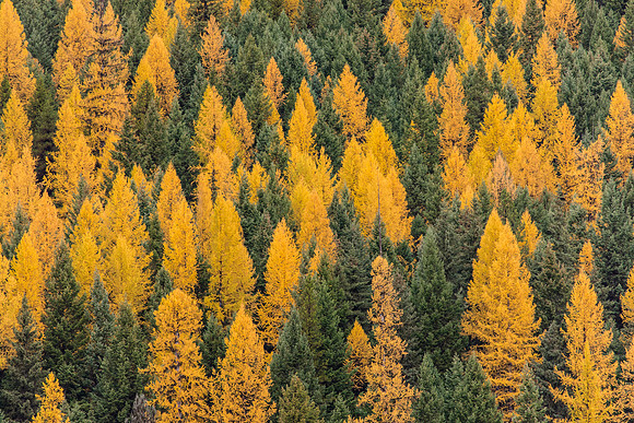 Larch Trees at Bowman