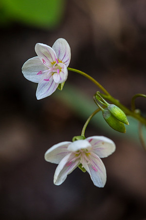 Indian Lettuce - Montia chamissoi