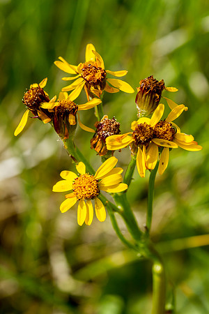 Long-leafed Arnica - Arnica longifolia