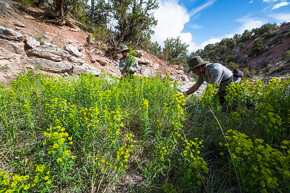 Pete and Chris Pulling Leafy Spurge