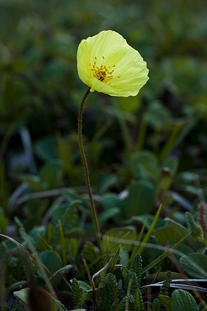 Arctic Poppy - Papaver lapponicum