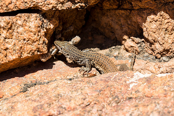 Northern Whiptail Lizard