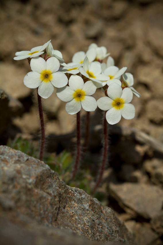 Rock Jasmine - Androsace chamaejasme