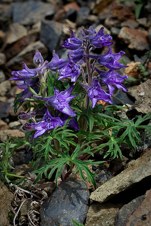 Dwarf Larkspur - Delphinium brachycentrum