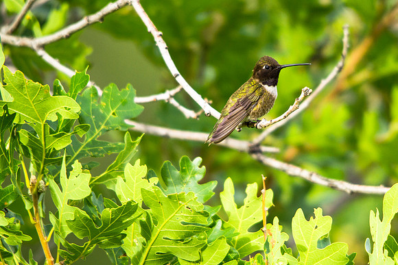 Black-chinned Hummingbird