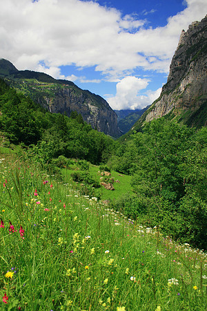Wildflower Valley