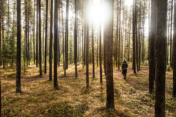 Bowman Lake Campground Sunrise Hiker