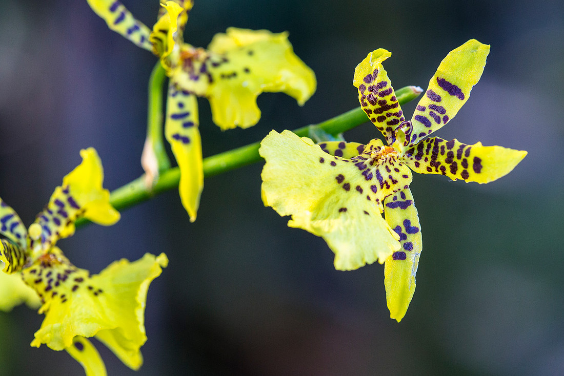 Sierra Peaks Orchid - Odontocidiumsp.