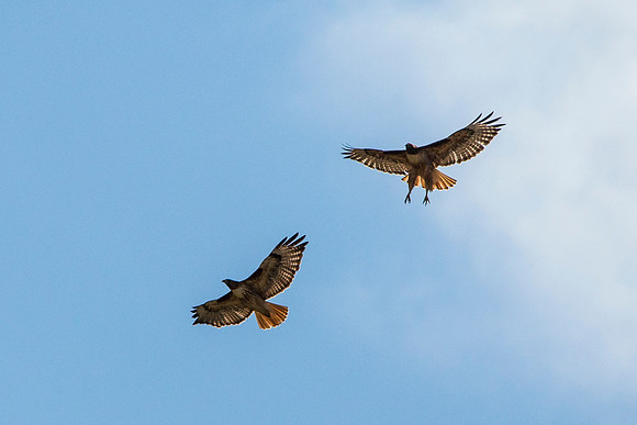 Red-tailed Hawks - Buteo jamaicensis